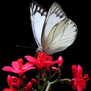 Meet your Posher, Alexa